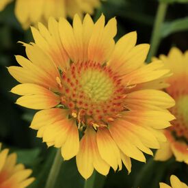 Mesa Peach, Gaillardia